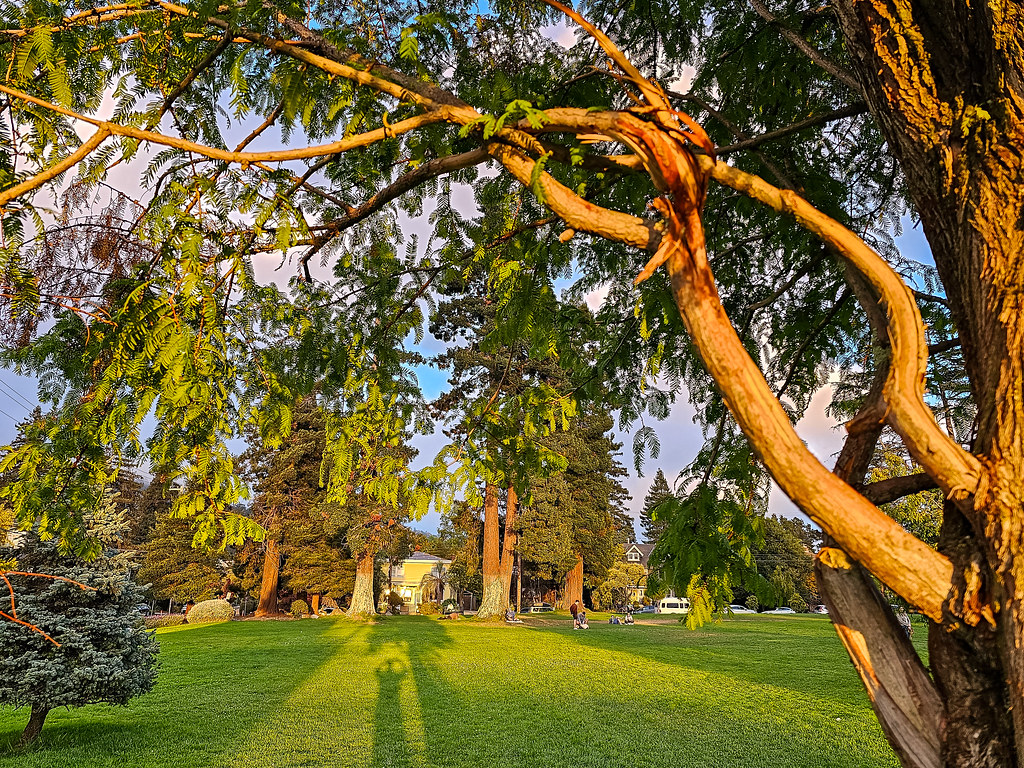Redwoods and lawn at Willard Park in Berkeley