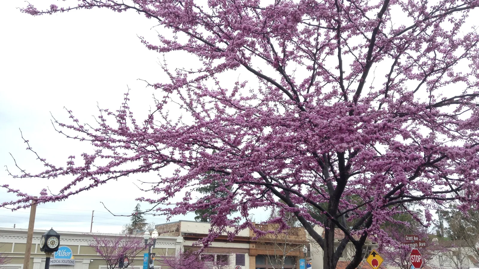 Spring blossoms at Grant Avenue and Sherman Avenue in downtown Novato